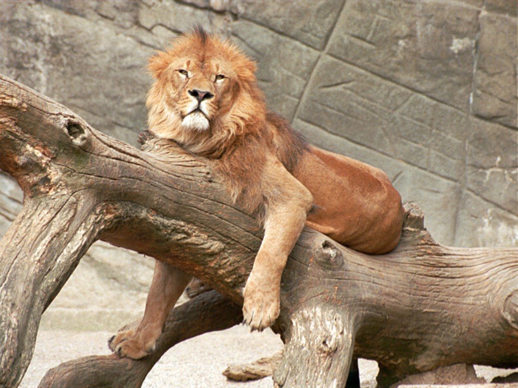 Lions - 025